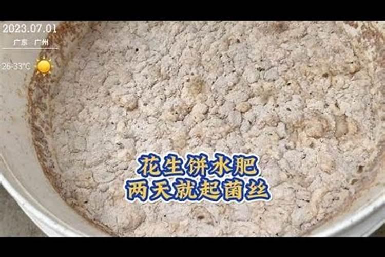花生饼怎么发酵做肥料最简单的方法