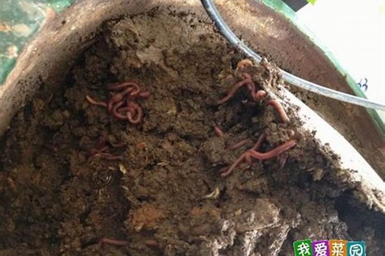 促进植物生根的肥料是钾肥还是磷肥