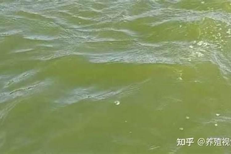 蓝藻—补磷还是控磷？
