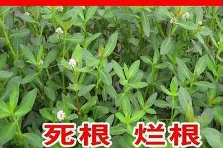 陆地上的水花生草如何根出
