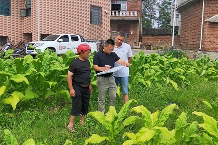 烟叶选土施肥需要注意什么 烟叶的整地与施肥技巧介绍