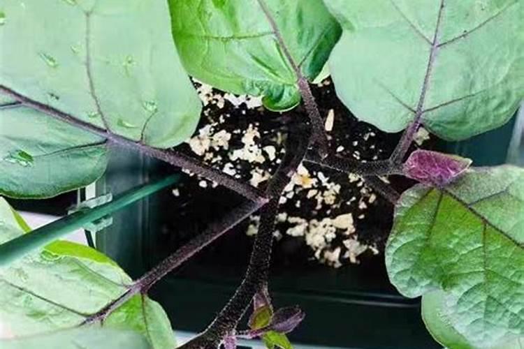 茄子如何快速膨果