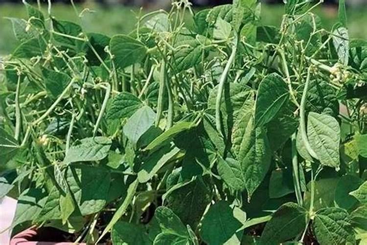 四季豆用什么肥料又直又嫩