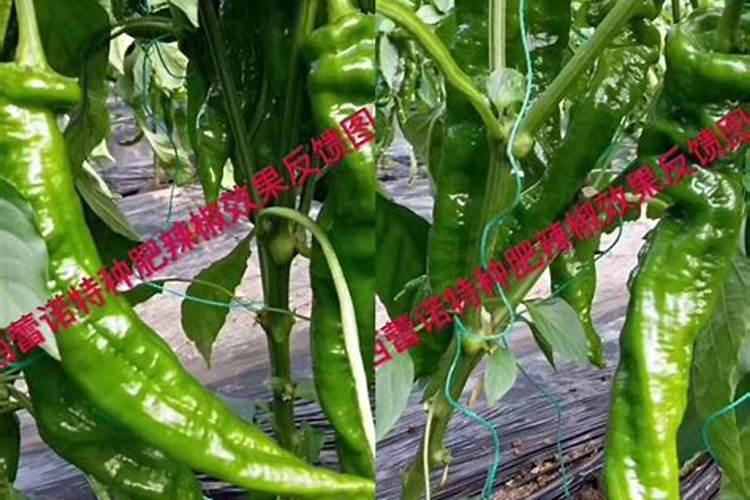 芹菜能不能用氯化钾肥料 怎么施肥效果好