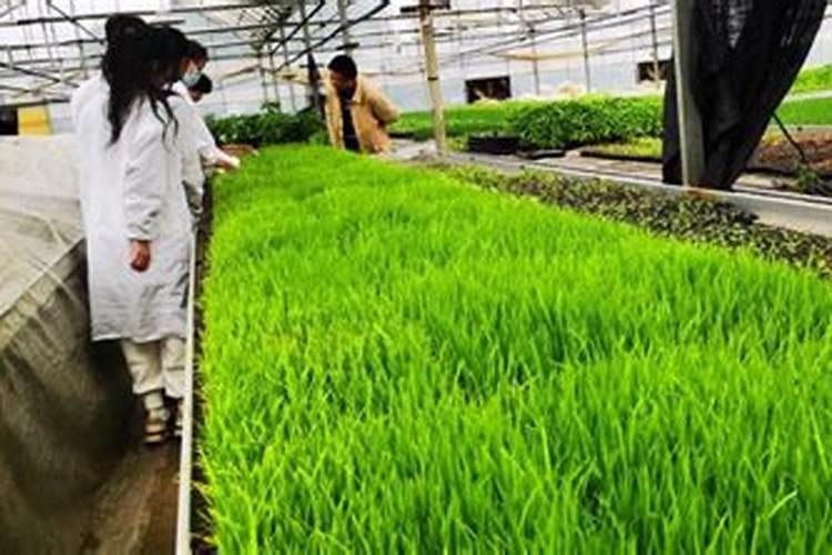 秸秆生物质水稻环保育秧盘的产品简介