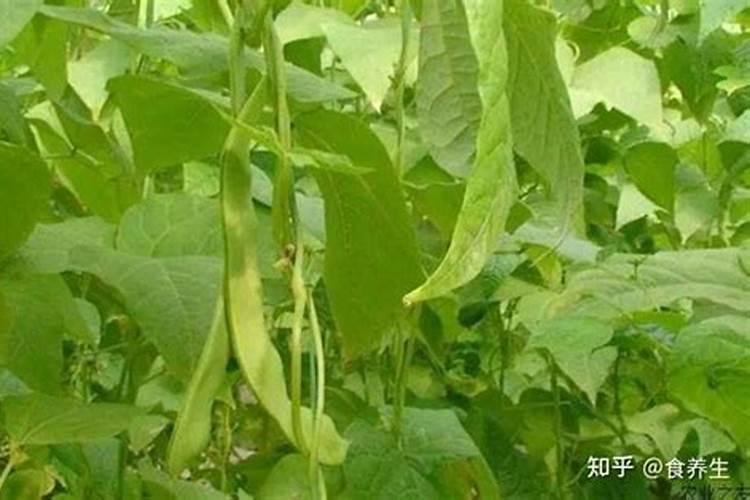 哪种钾肥最好(市面上常见都最好的钾肥是什么钾肥)