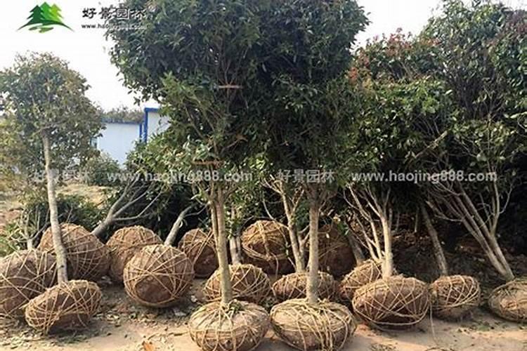 移栽桂花树多久能施肥 移栽桂花后多久可以施肥