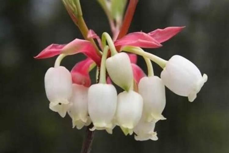 蝴蝶兰用什么肥,磷钾肥可促进花芽形成