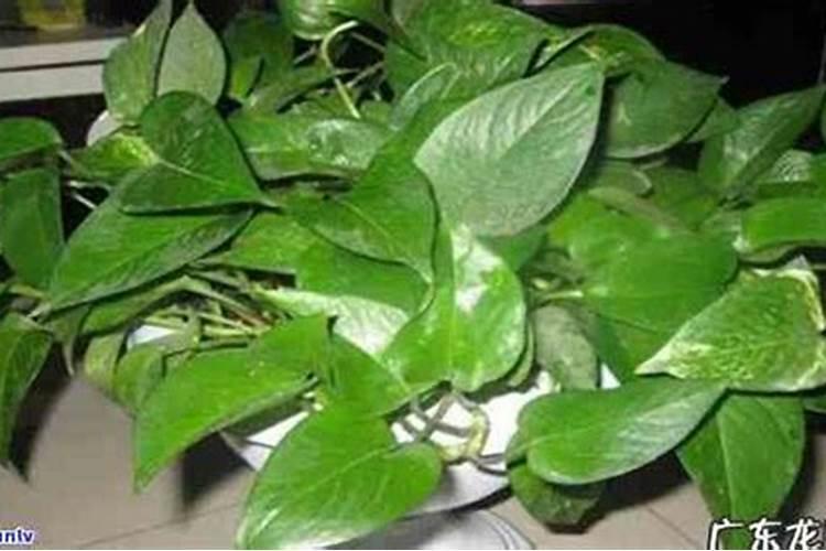 (鱼蛋白+黄腐酸钾)对草莓生长与品质的影响