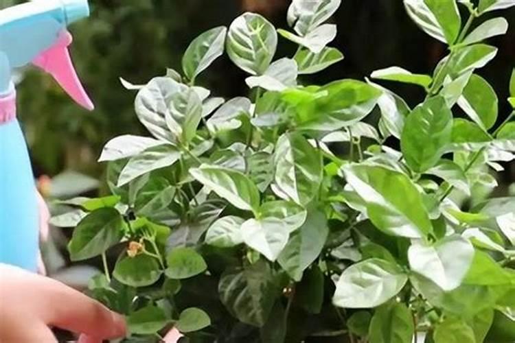 月季花花瓣可以当肥料吗？