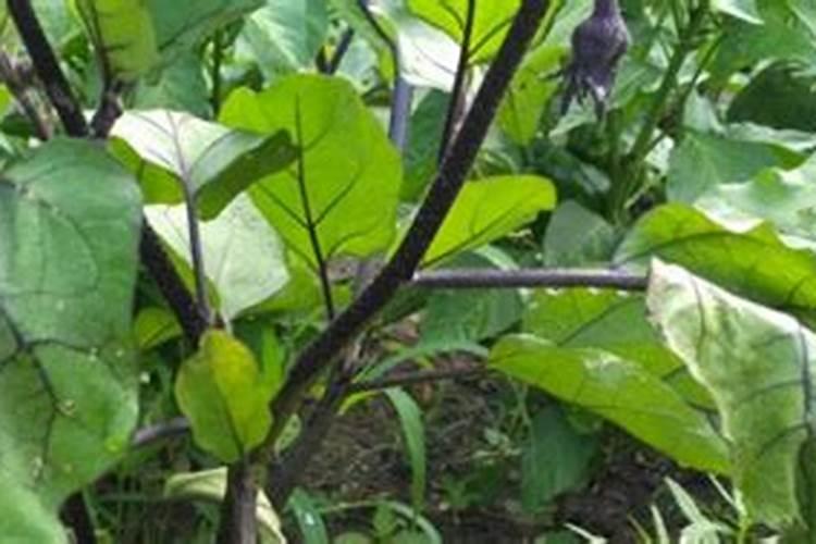 圆葱怎么种植土培