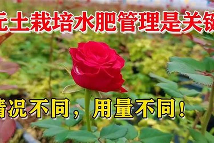 养花口诀表,养花技巧与方法