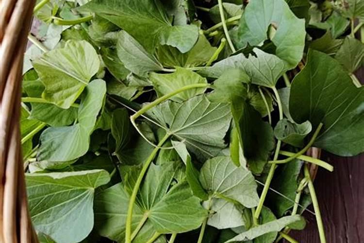 磨圩怎么种植技术怎样规模划种植磨圩,
