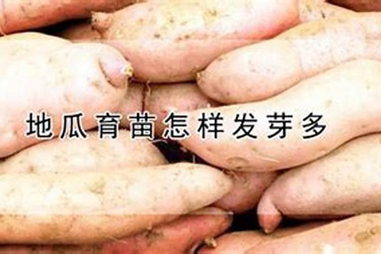 山芋苗怎么栽高产