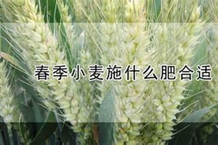 红薯的种植方法红薯怎么种才高产