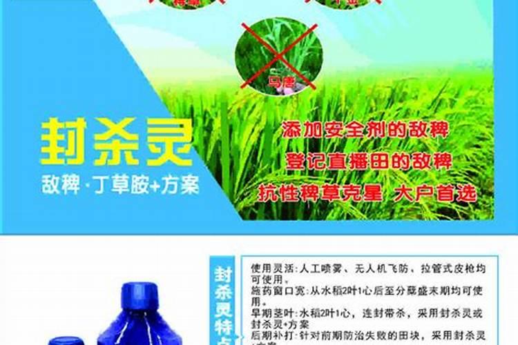 请问,这是什么植物