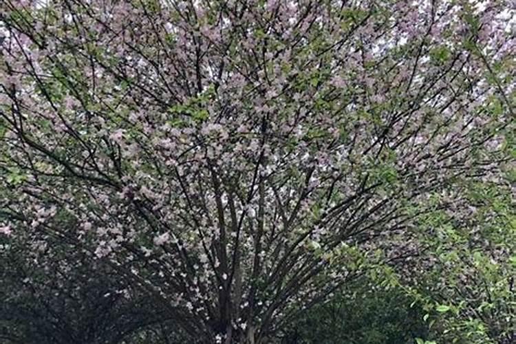 西瓜种植多久开花结果 从发芽到开花一般要多久