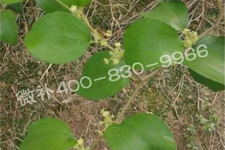 求种植密丝枣技术,请专家们回答。谢谢!