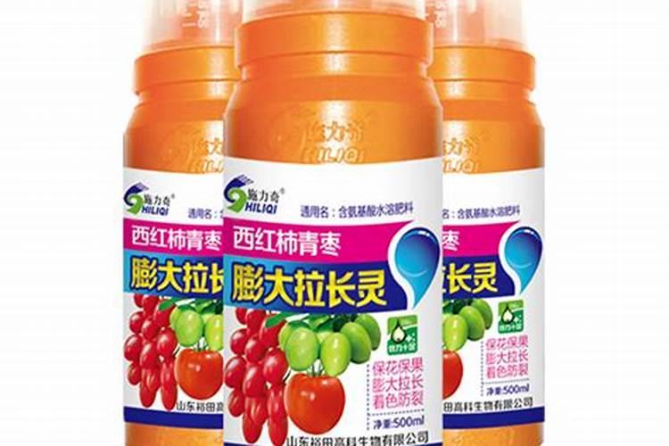 种植青枣前景如何