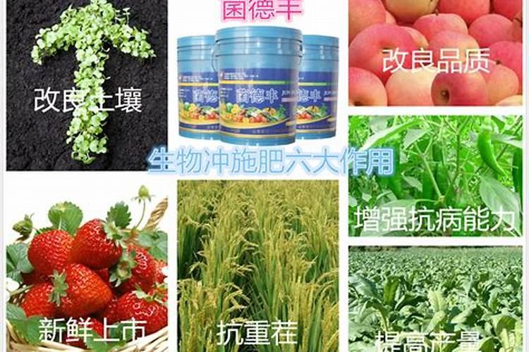 三角梅用什么肥料最好