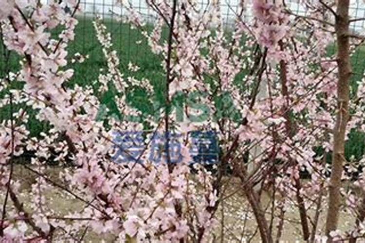 桃树施什么肥料