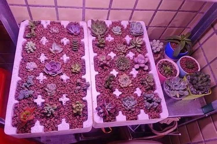 磷肥对植物的作用