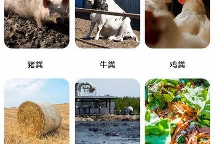 鸡粪喂猪好不好,怎么发酵鸡屎猪最爱吃
