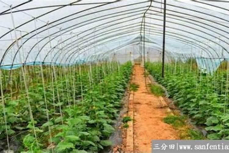 哪种叶面用的钙肥吸收好
