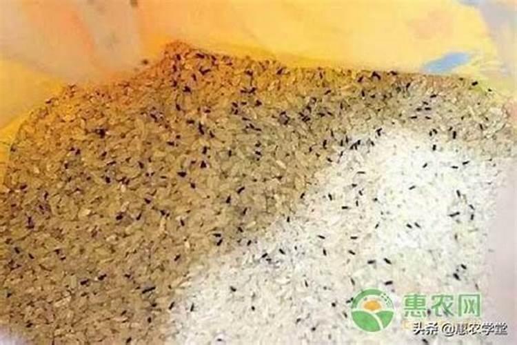 蓝莓施肥用什么肥料蓝莓施肥用的肥料