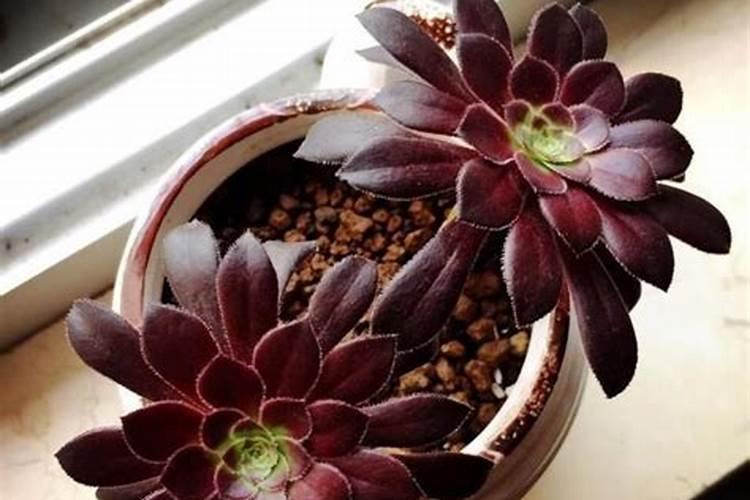 种植香芋的浇水管理 芋头怎么施肥管理