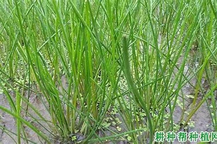 花叶病毒病用什么农药