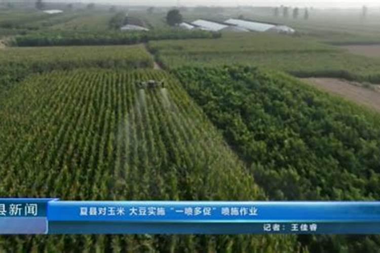 钼可以促进大豆根系的发育,大豆怎么施用钼肥？