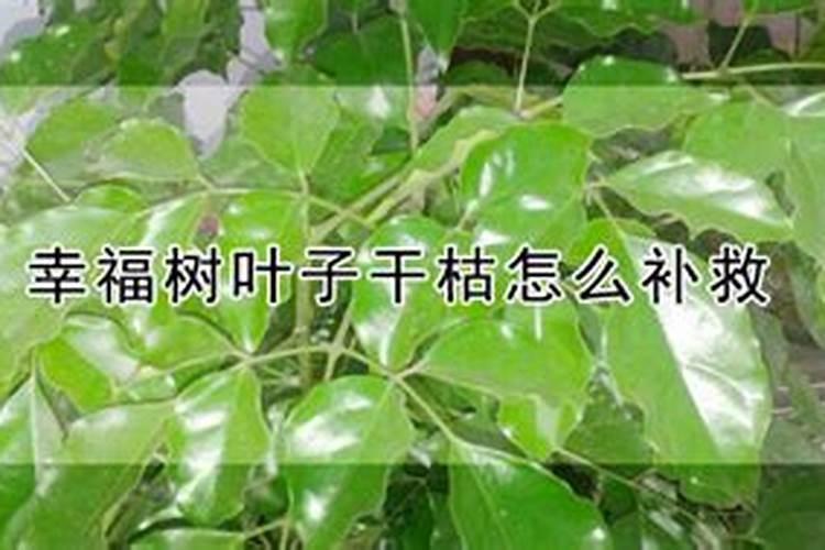 花叶子变黑死亡,有什么方法解决？