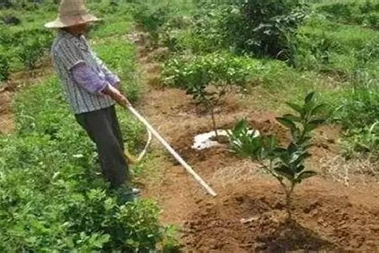 生蚝壳能不能放入月季花？