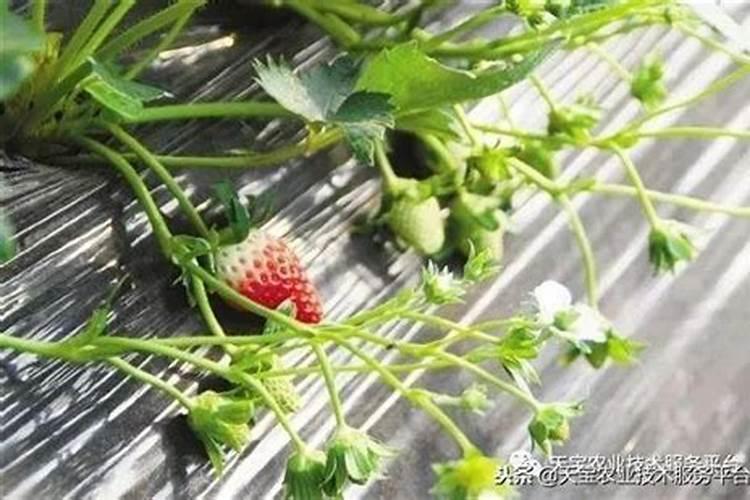 怎么预防草莓早衰,提高草莓产量？