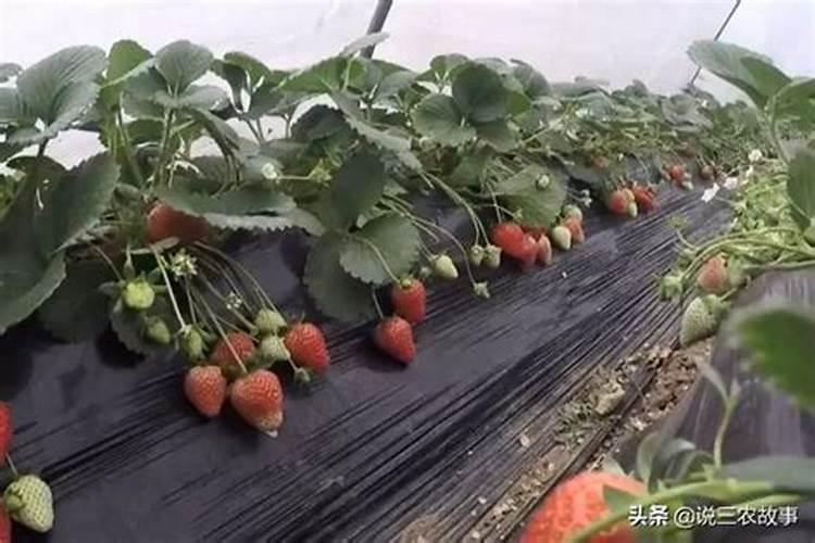 现在草莓用什么肥最好