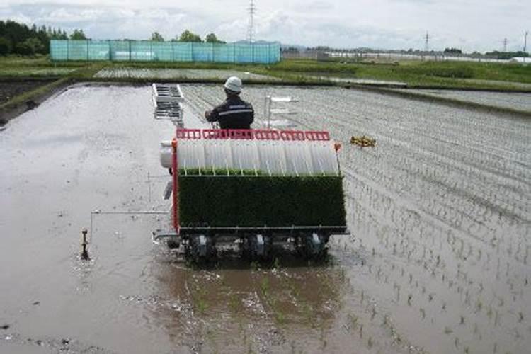 苹果树施肥时间,用什么水溶肥好
