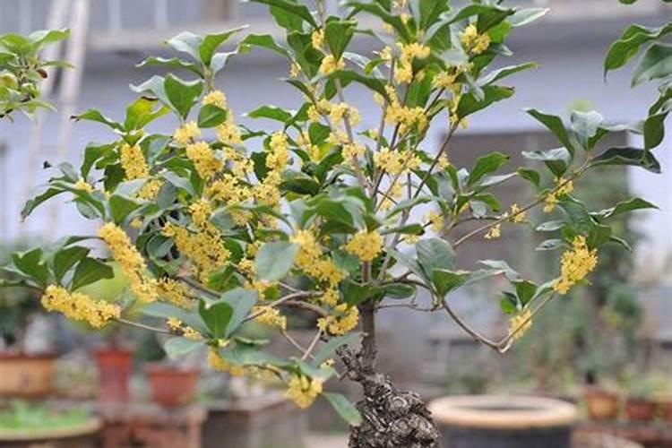 杜鹃花一盆浇多少水
