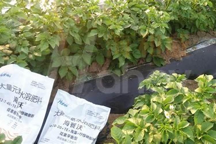 锌肥的作用及使用方法 锌肥的作用和使用方法