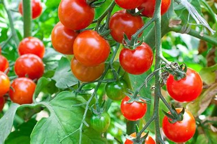 土壤肥料的选择方法 土壤肥料怎么选择