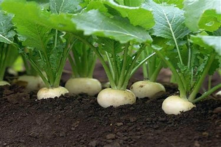 樱桃萝卜有哪些高产种植技巧 樱桃萝卜种植施肥技巧