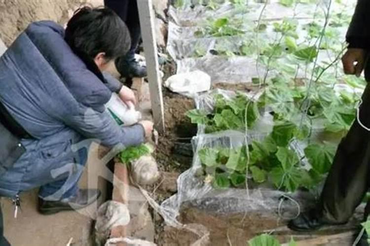 兰花如何施氮肥