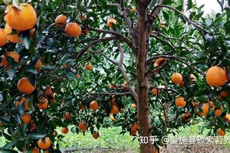 碳胺什么时候施肥好？
