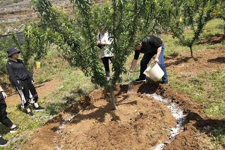 三年小山楂树应怎样施肥