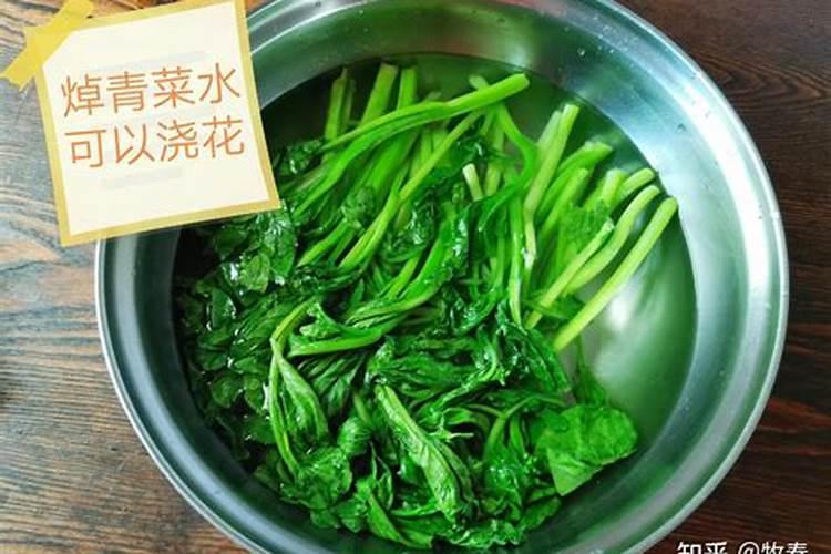 泡黄豆水浇花好不好 正确稀释黄豆水浇花好处多多
