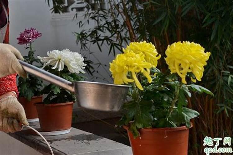 氮肥可以兑水浇花吗