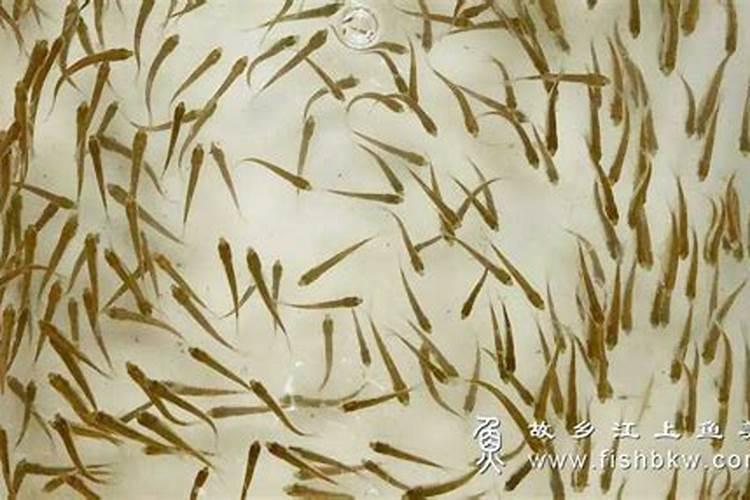 地表水中溶解氧的含量过于饱和对生物有何影响？