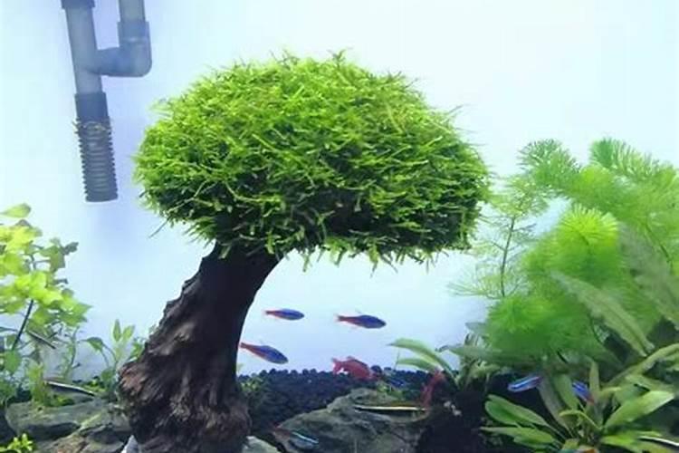 马铃薯施什么肥最好