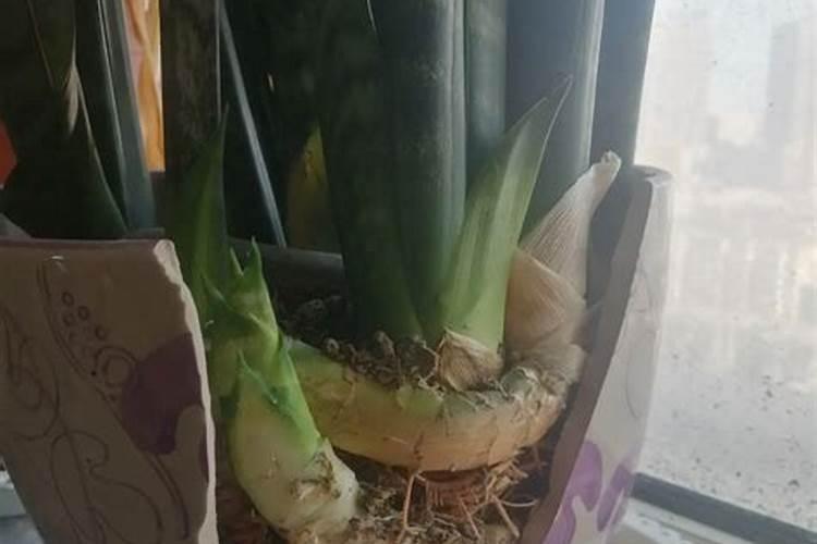 短叶虎皮兰施什么肥