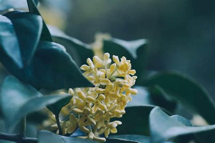 桂花树底肥放什么肥好(底肥施用方法)
